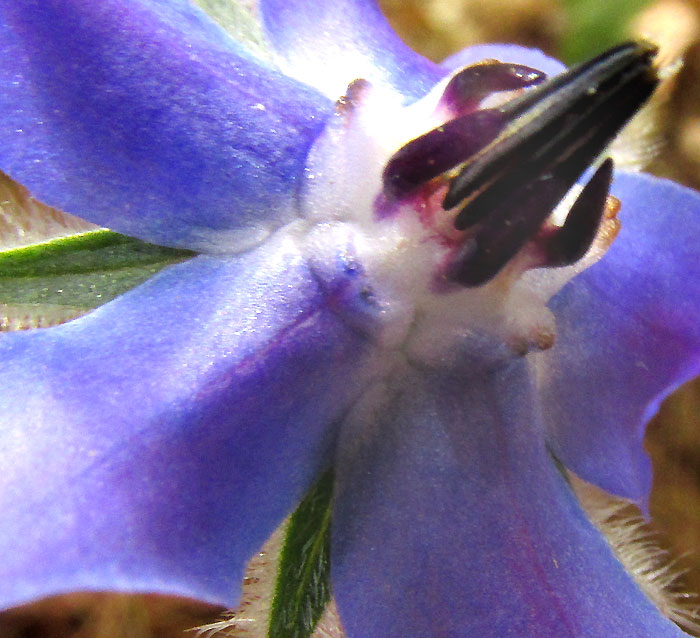 Borage, BORAGO OFFICINALIS, flower showing filament appendages