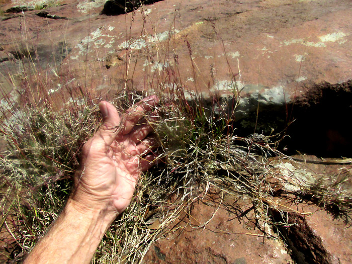 BOUTELOUA PURPUREA, in habit, showing stolons