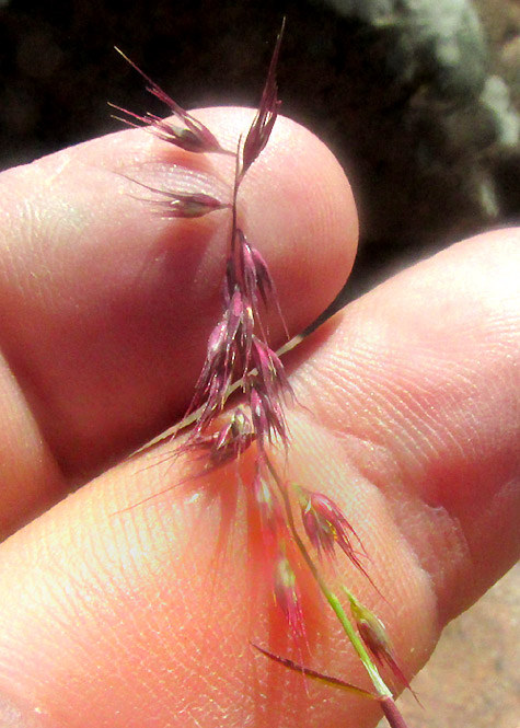 BOUTELOUA PURPUREA, inflorescence