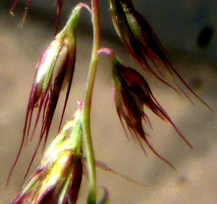 BOUTELOUA PURPUREA, spikelets