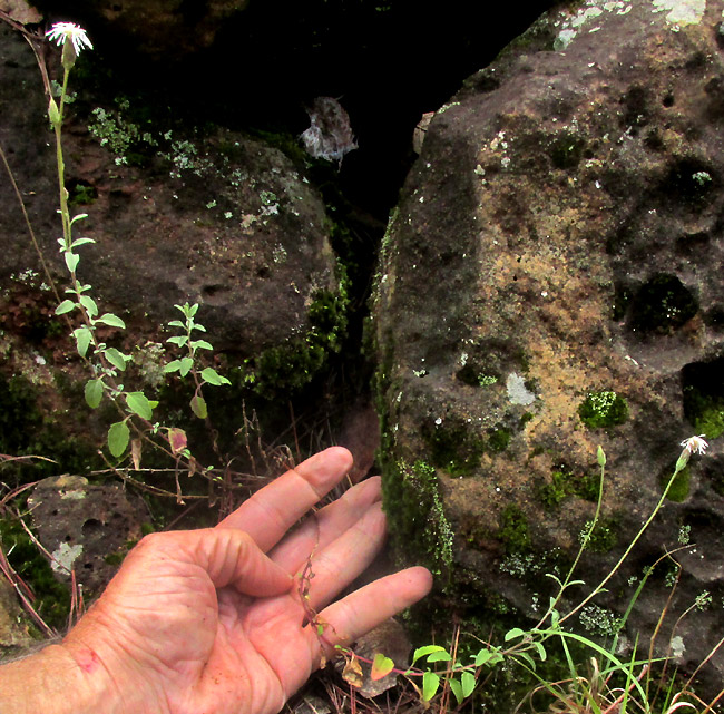 BRICKELLIA PEDUNCULOSA, flowering in habitat