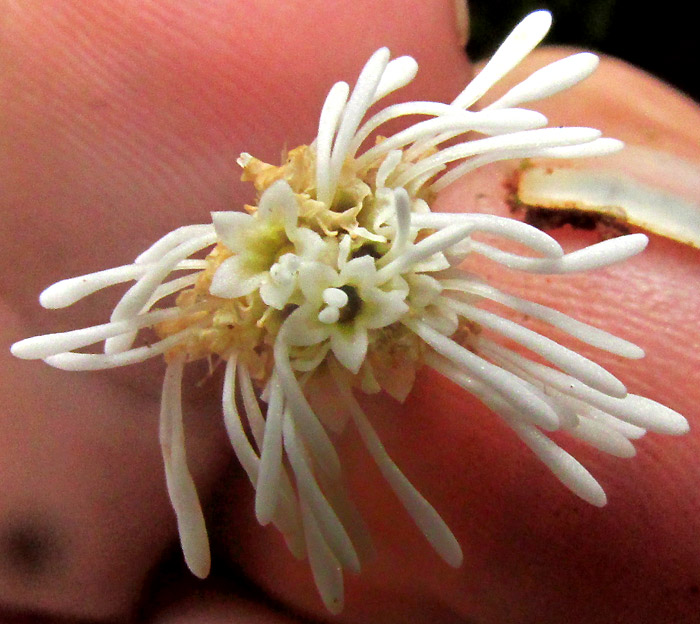 BRICKELLIA PEDUNCULOSA, capitulum viewed from above