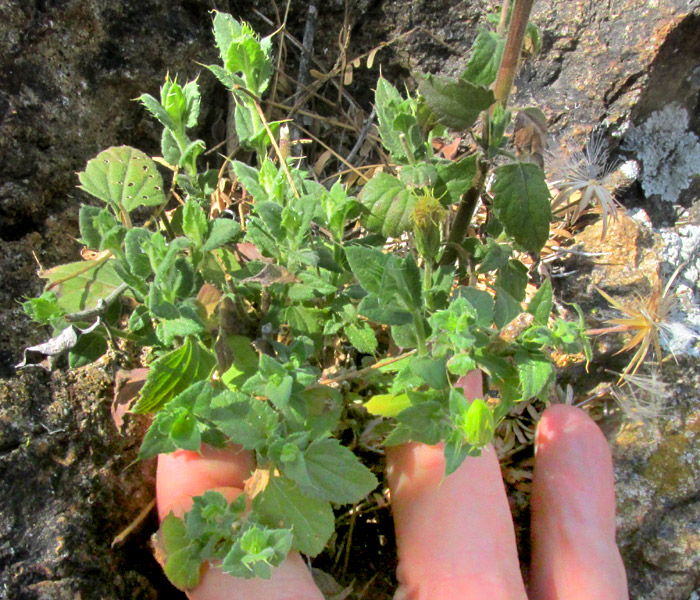 BRICKELLIA SUBULIGERA, animal-cropped plant in habitat