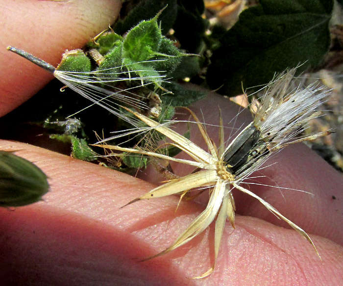 BRICKELLIA SUBULIGERA, mature capitulum before releasing cypselae, with spreading involucral bracts