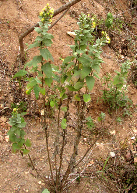 BRICKELLIA TOMENTELLA, flowering 1.5m high