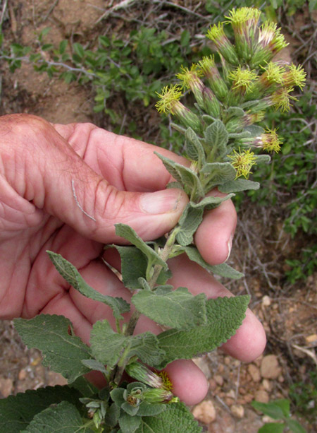 BRICKELLIA TOMENTELLA, infloresecence and leafy stem