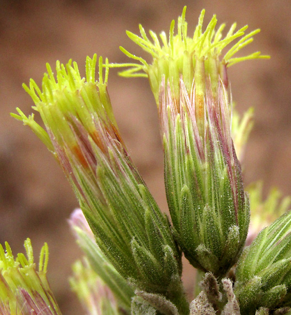 BRICKELLIA TOMENTELLA, involucres and corollas from side