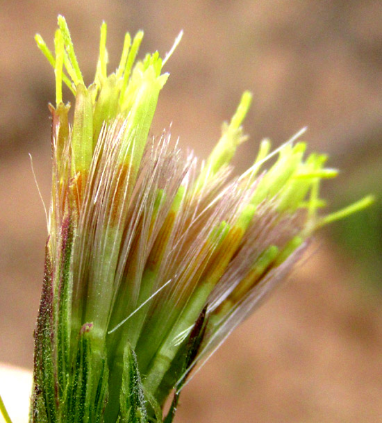 BRICKELLIA TOMENTELLA, dissected capitulum showing pappi, no paleae