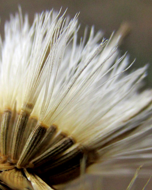 BRICKELLIA TOMENTELLA, mature cypselae with pappuses