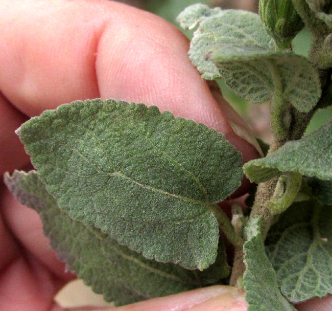 BRICKELLIA TOMENTELLA, top small leaves and hairiness