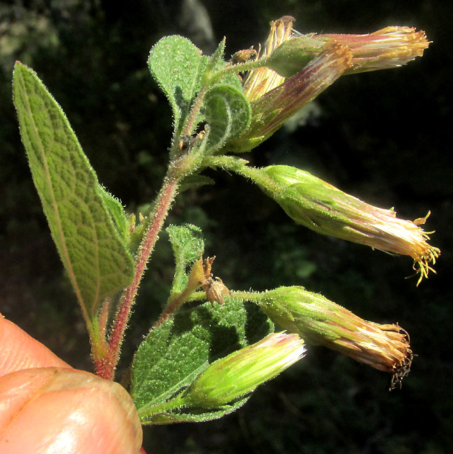 BRICKELLIA PENDULA, capitula at branch tips