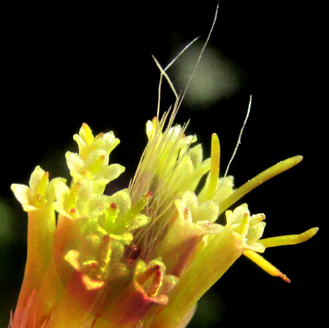 BRICKELLIA PENDULA, yellow corollas from above with exerted style arms