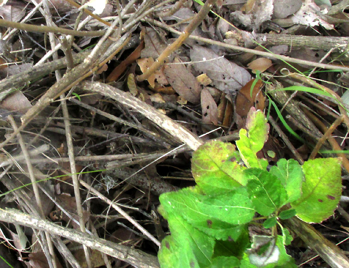 BRICKELLIA PENDULA, bush in habitat