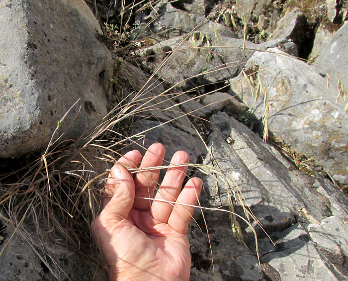 Mexican Brome, BROMUS ANOMALUS, rock outcrop habitat