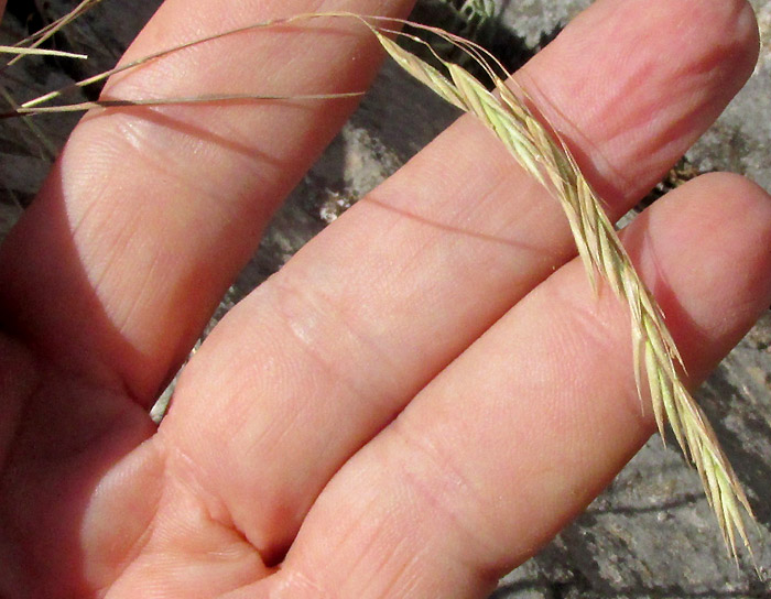 Mexican Brome, BROMUS ANOMALUS, inflorescence