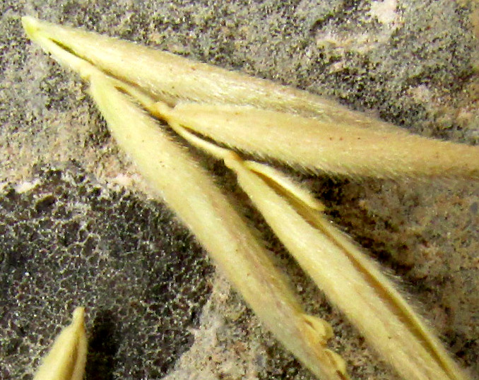 Mexican Brome, BROMUS ANOMALUS, florets in spikelet