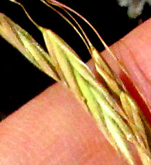 Mexican Brome, BROMUS ANOMALUS, spikelet