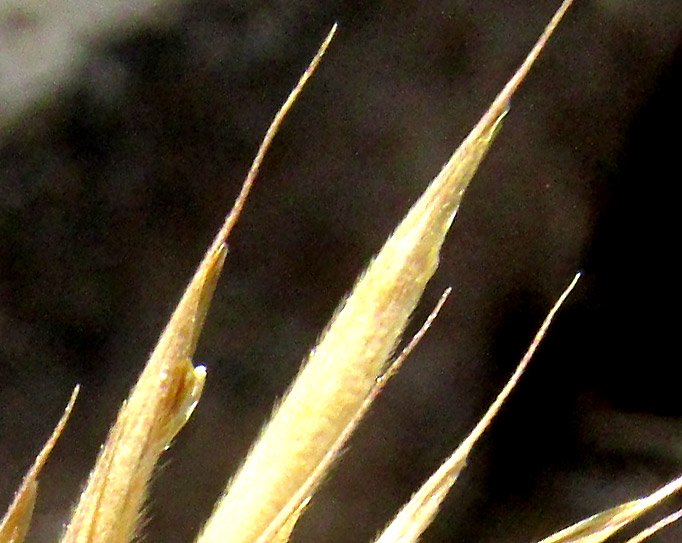 Mexican Brome, BROMUS ANOMALUS, florets with awns