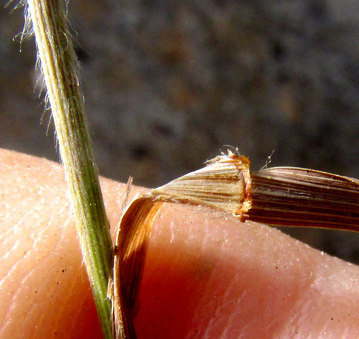 Mexican Brome, BROMUS ANOMALUS, ligule