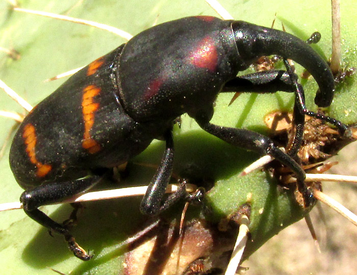 Cactus Weevil, CACTOPHAGUS SPINOLAE, on Opuntia streptacantha