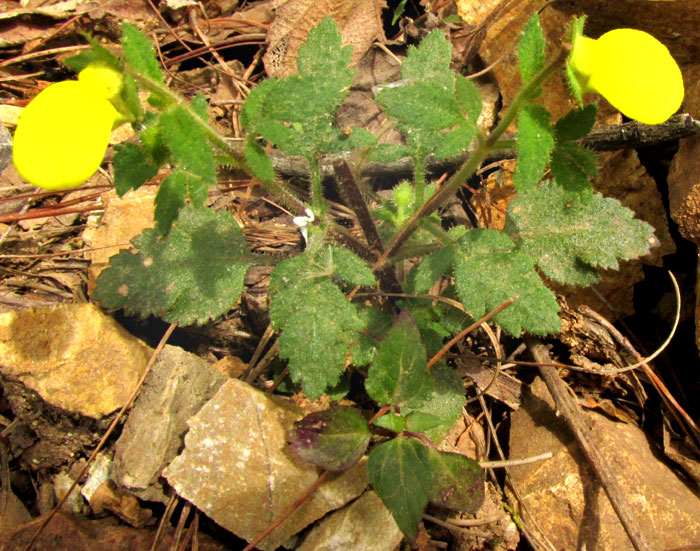 Slipper Flower, CALCEOLARIA TRIPARTITA, plant in habitat