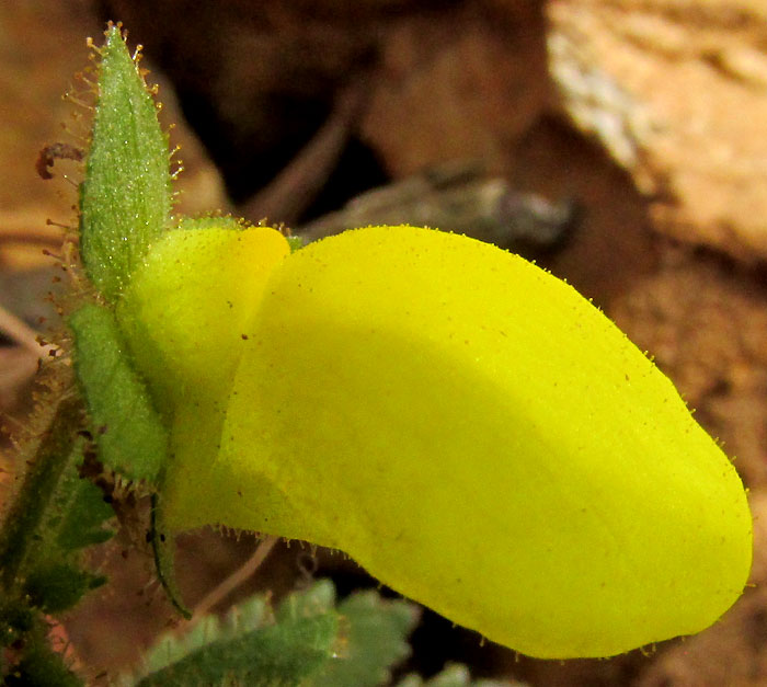 Slipper Flower, CALCEOLARIA TRIPARTITA, flower side view