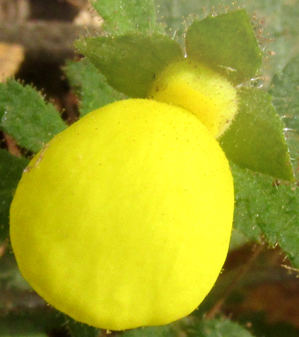 Slipper Flower, CALCEOLARIA TRIPARTITA, flower from front