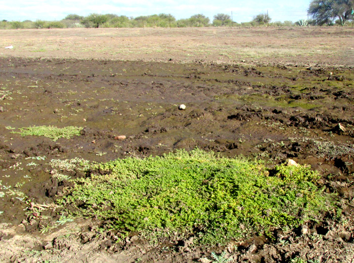 Seaside Petunia, CALIBRACHOA PARVIFLORA, habitat