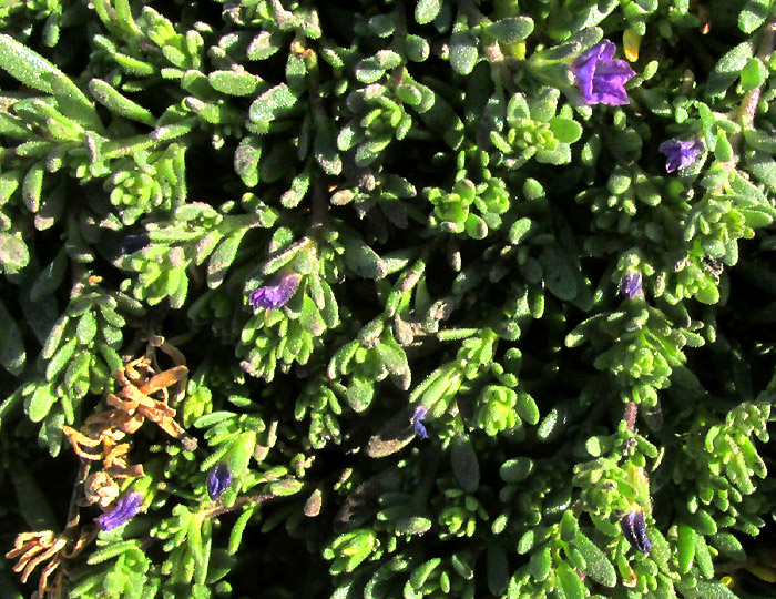 Seaside Petunia, CALIBRACHOA PARVIFLORA, flowering branches