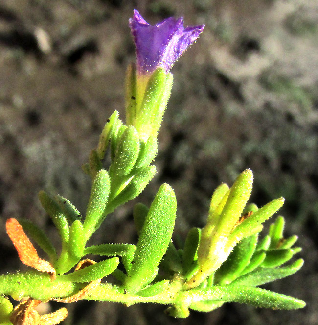 Seaside Petunia, CALIBRACHOA PARVIFLORA, flowering branch side view