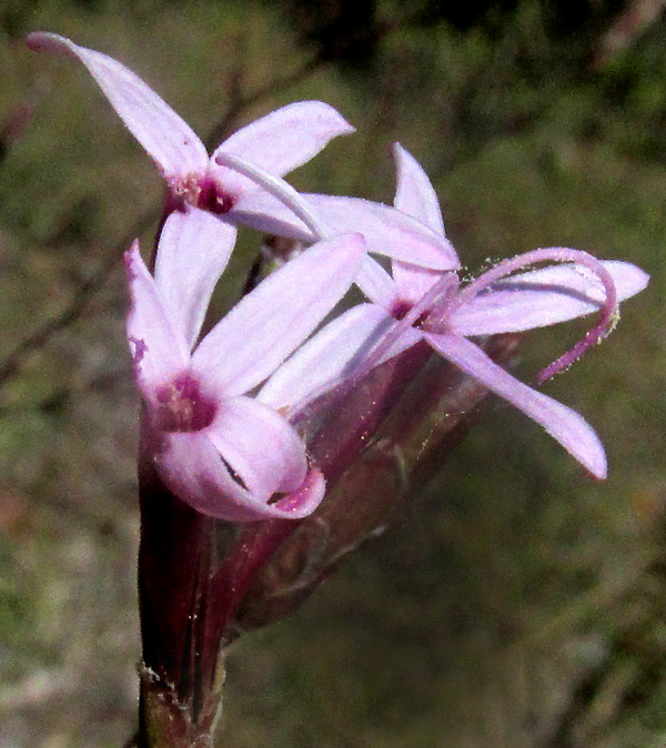 Bristlehead, CARPHOCHAETE BIGELOVII, corollas from above