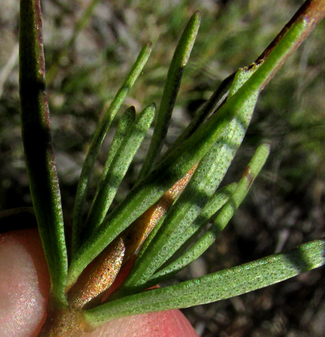 Bristlehead, CARPHOCHAETE BIGELOVII, leaves and stem