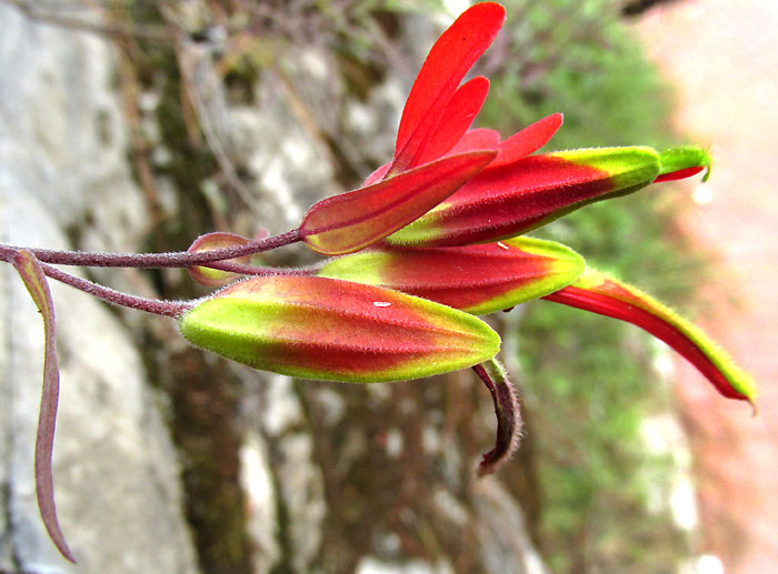 CASTILLEJA INTEGRIFOLIA, flowers