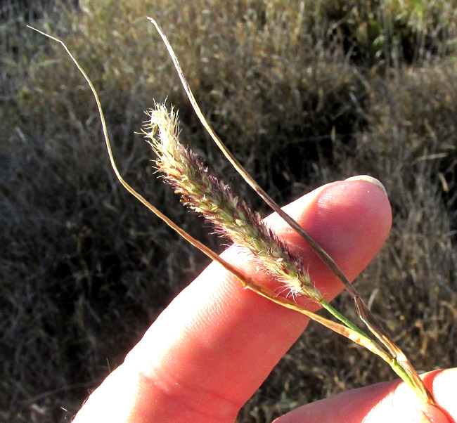 CENCHRUS PILOSUS, inflorescence