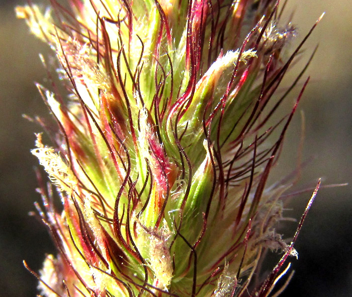 CENCHRUS PILOSUS, close-up of inflorescence showing crowded spikelets and bristles