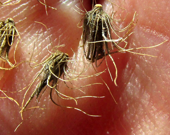 CENCHRUS PILOSUS, mature caryopses in hand