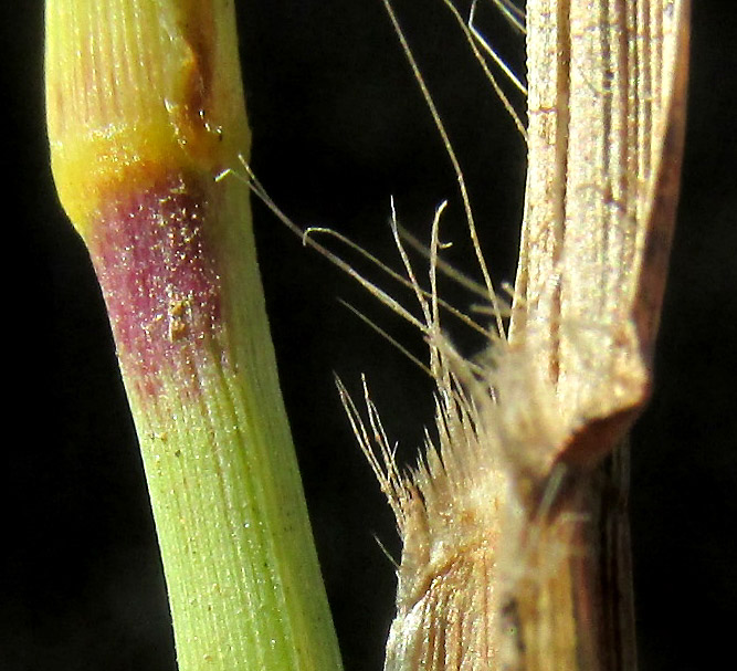 CENCHRUS PILOSUS, ligule and glabrous stem node