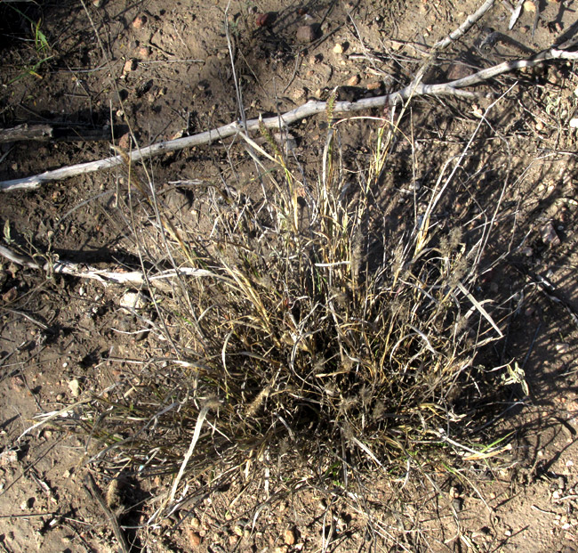 CENCHRUS PILOSUS, clumgrass in highly eroded habitat