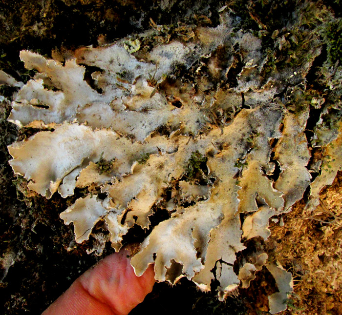Cetrelia lichen on limestone