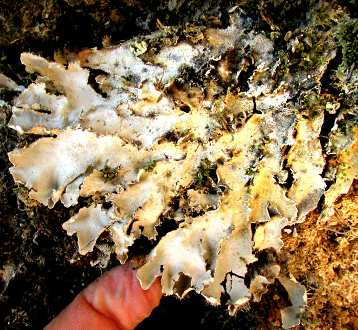 Cetrelia lichen on limestone