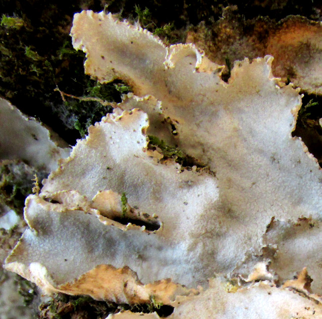 Cetrelia lichen thallus with soralia