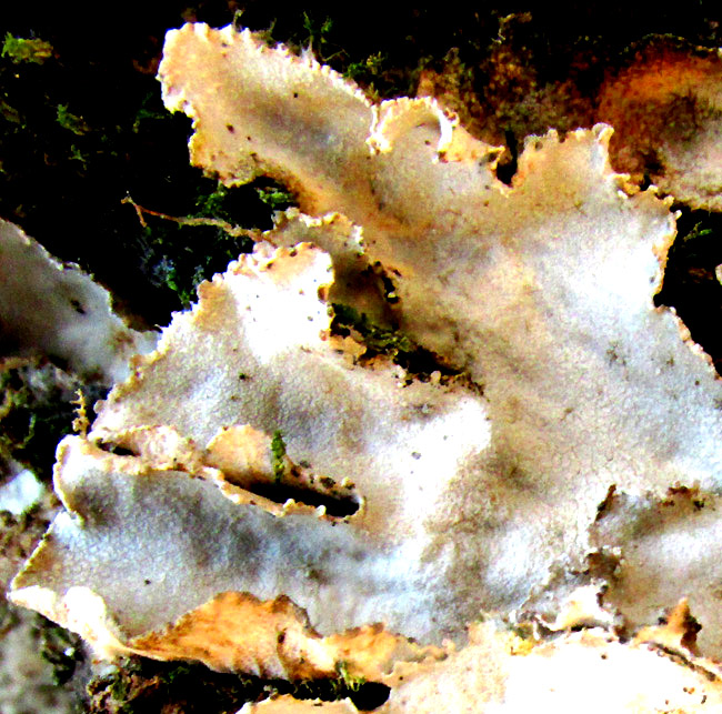 Cetrelia lichen thallus with soralia