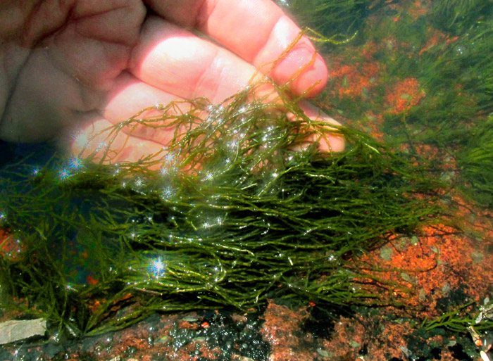 Fragile Stonewort, CHARA GLOBULARIS, habitat in flowing stream