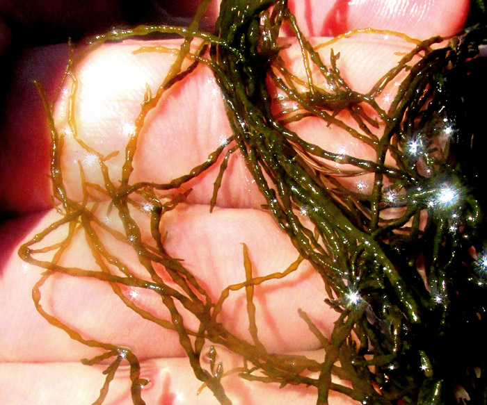 Fragile Stonewort, CHARA GLOBULARIS, stem and leaves in hand