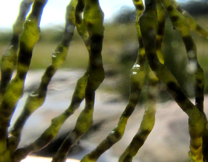 Fragile Stonewort, CHARA GLOBULARIS, leaves close-up showing segments and bulges