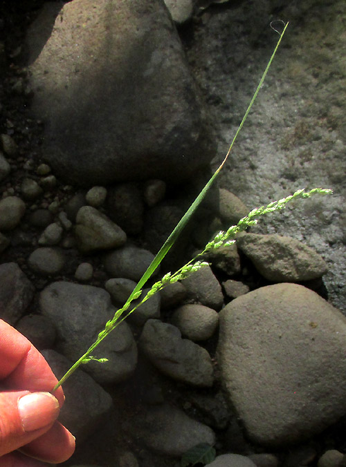 CHASCOLYTRUM SUBARISTATUM, inflorescence