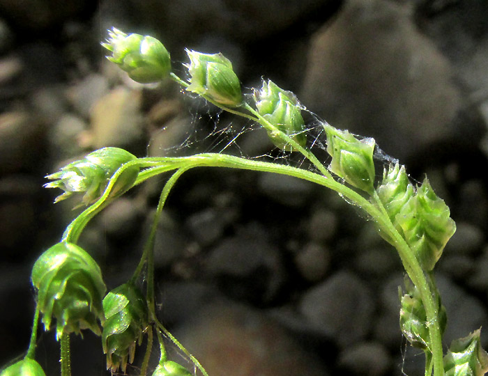 CHASCOLYTRUM SUBARISTATUM, inflorescence branch with spikelets