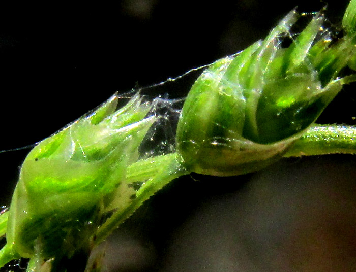 CHASCOLYTRUM SUBARISTATUM, spikelets close up