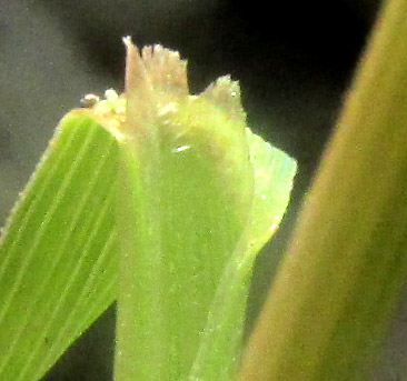 CHASCOLYTRUM SUBARISTATUM, ligule