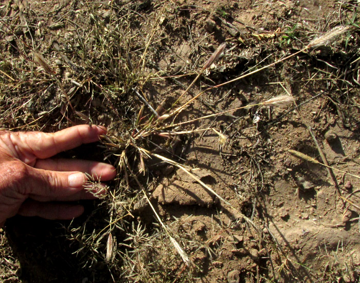 Feather Fingergrass, CHLORIS VIRGATA, habitat